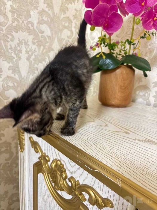 Очаровательные полосатые котята в добрые руки!