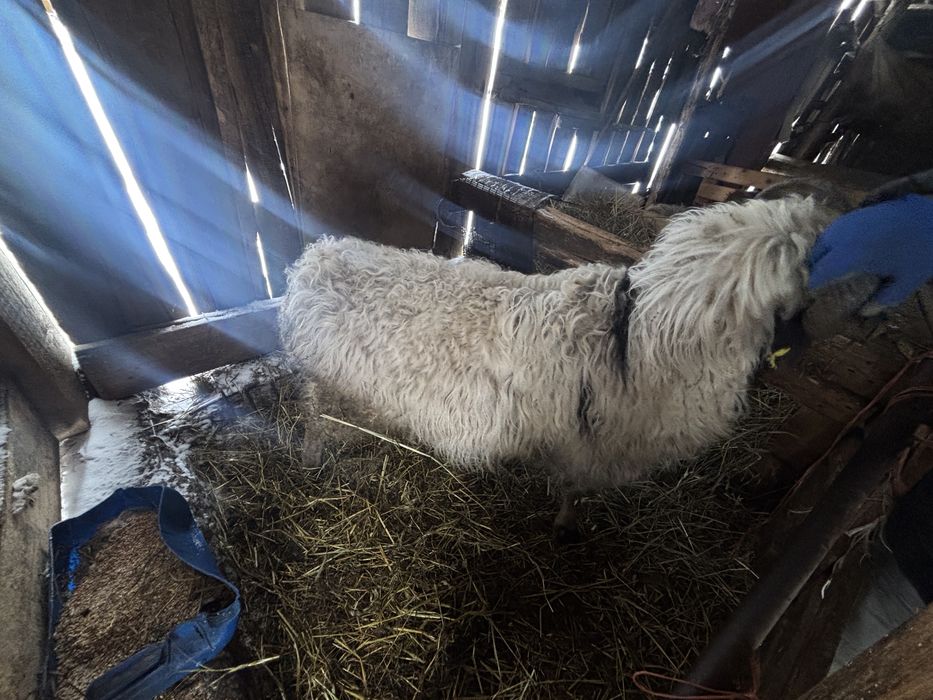 Бараны и овцы на откорме