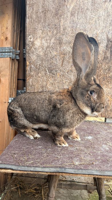 Mascul uriaș german