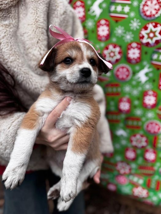 Щенки ищут свой дом