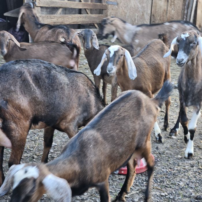 Iezi si capre de vanzare