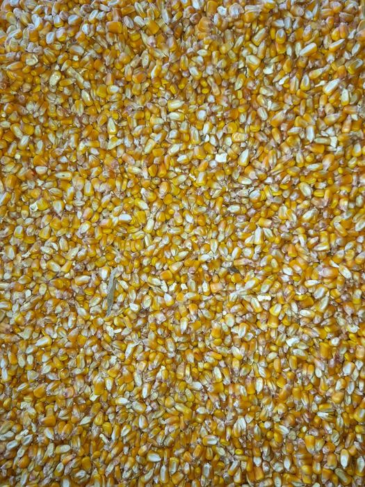 Vând grâu, porumb și orz