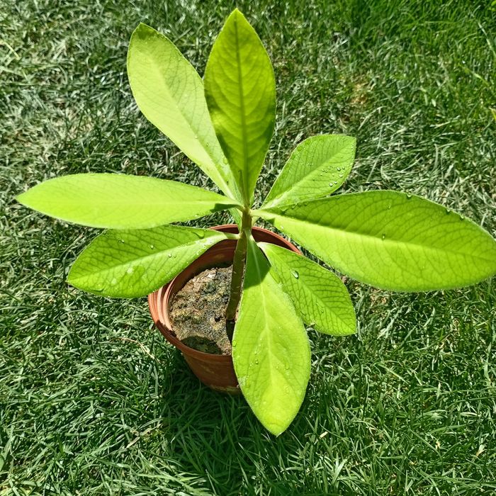Молочай Гранта (Euphorbia grantii) — 15–20 см
