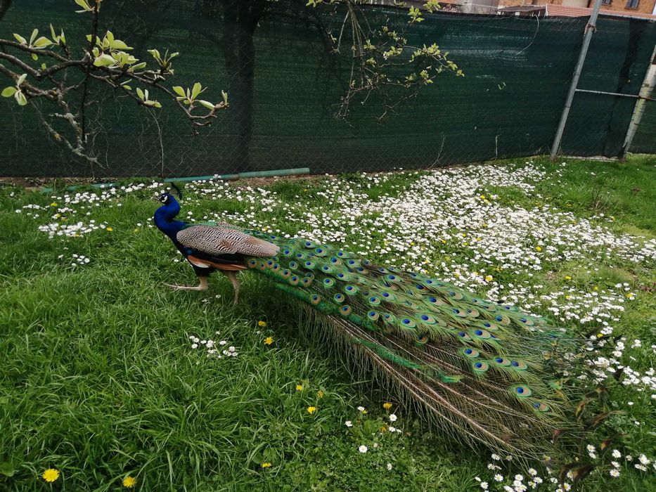 продавам пера от пауни - от 40см. до 130см. 1лв х бр.