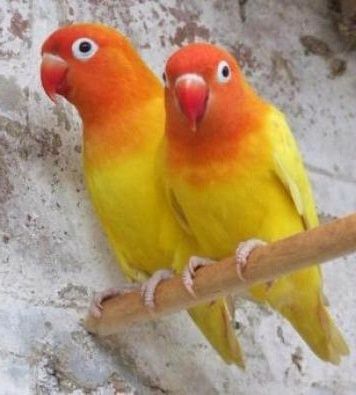 Неразлучники редкого окраса