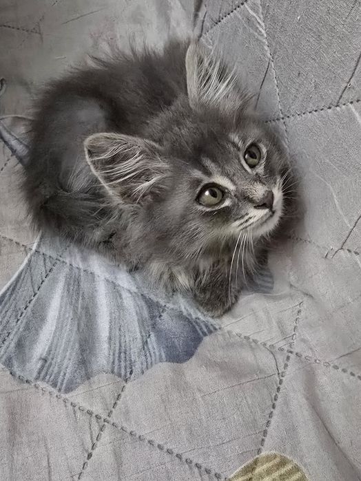 Отдам котенка в хорошие руки