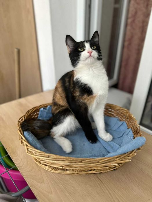 Отдам котенка в добрые руки