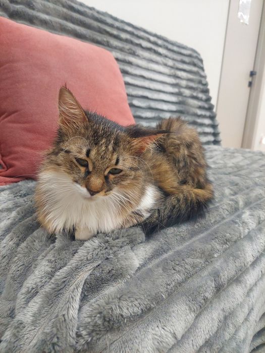 Котенок девочка Ташкент