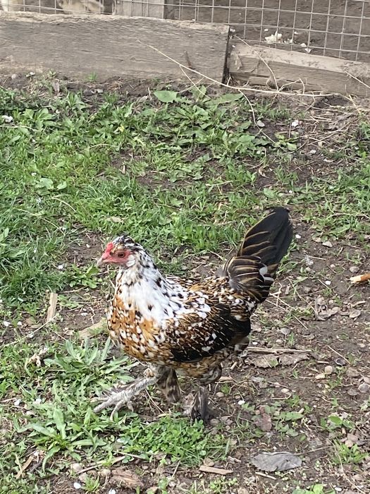 Курица карлик бентамка