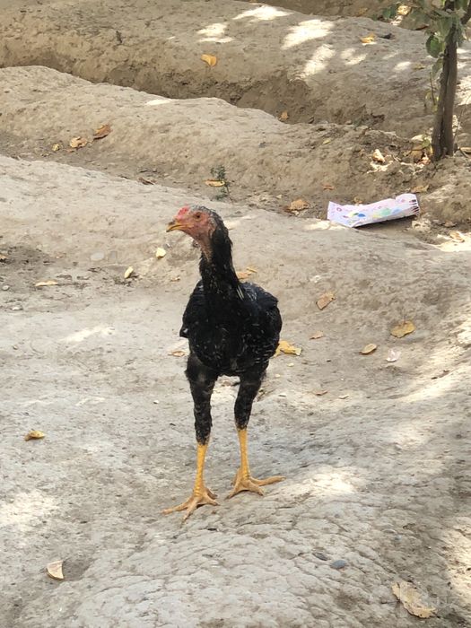 Kulangi xuroz sotiladi
