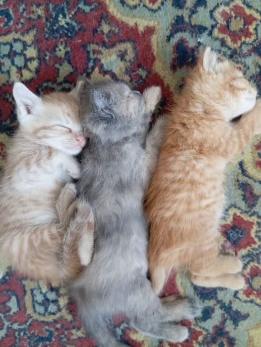 Отдам красивеньких котят
