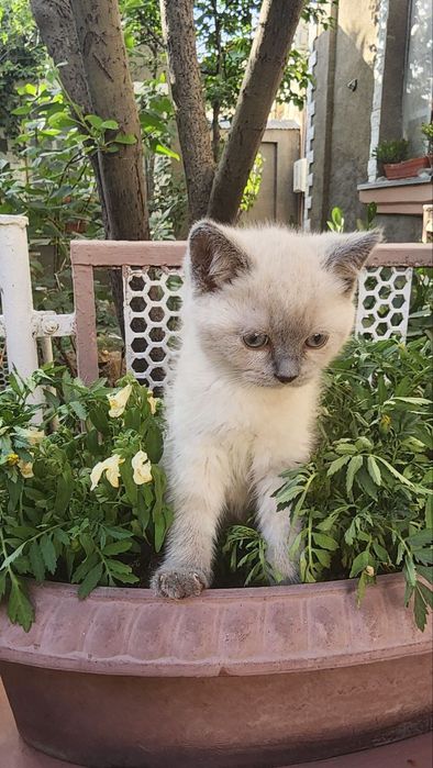 Котята скотиш страйт