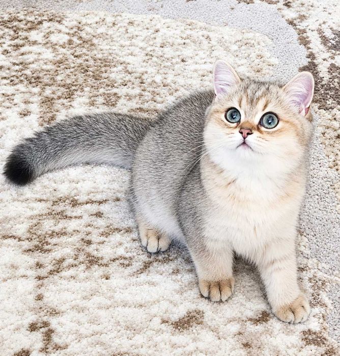 British Shorthair Golden cu pedigree