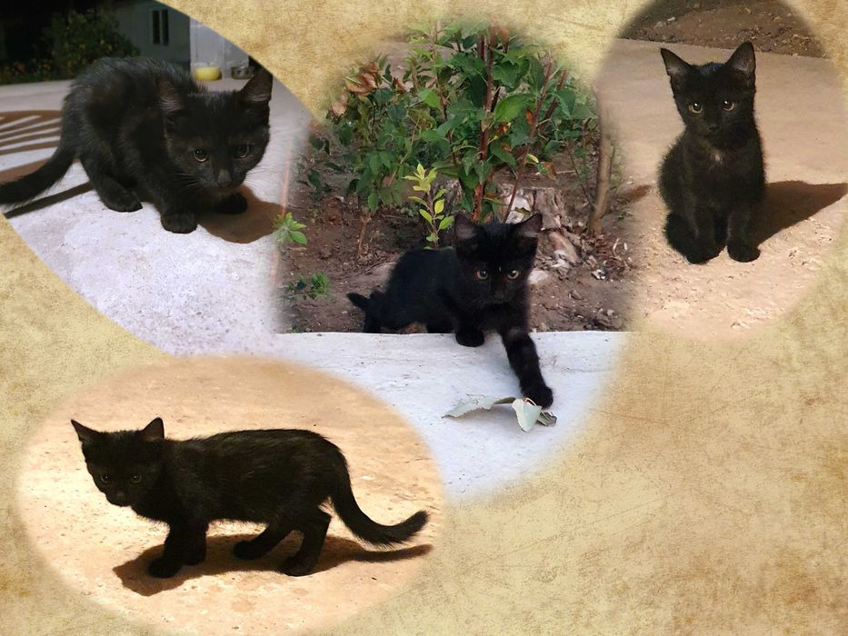 Малки котета – различни шарки