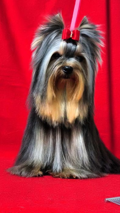 Щенки Йоркширского терьера