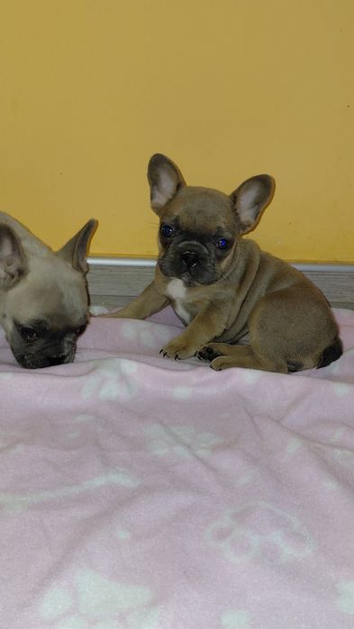 Френски булдог-булдочета