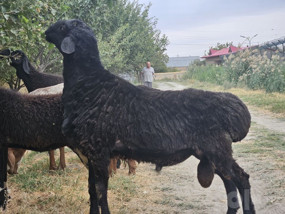 Quchqor sotiladi