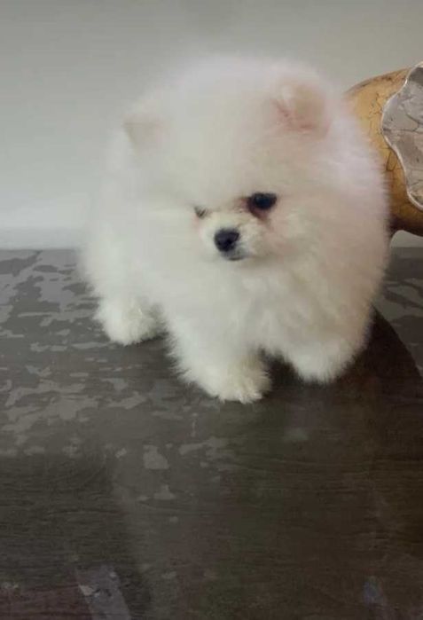 Померан мини и стандартен