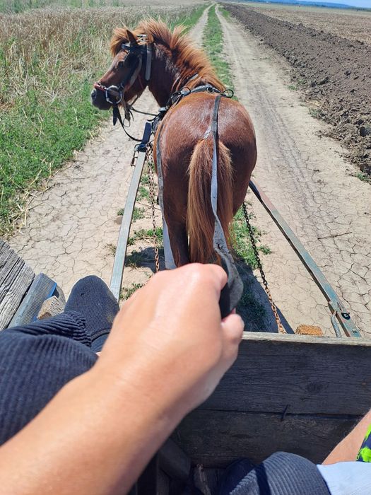 Vând ponei,ham și căruță.se pot vinde și separat.