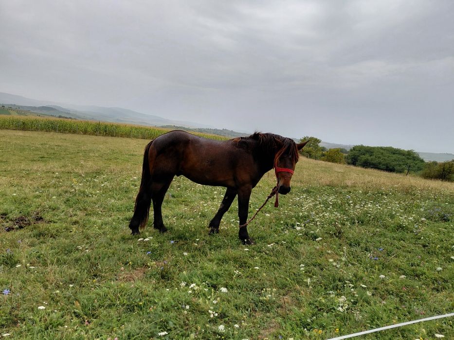Vând  sau schimb cu oi mânz de doi ani jumate