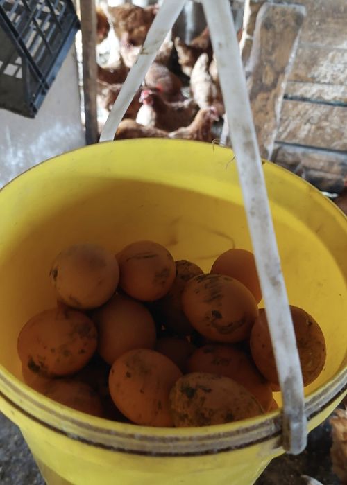 Ouă  țară  crescute cu furaje sănătoase  fără aditivi furajeri