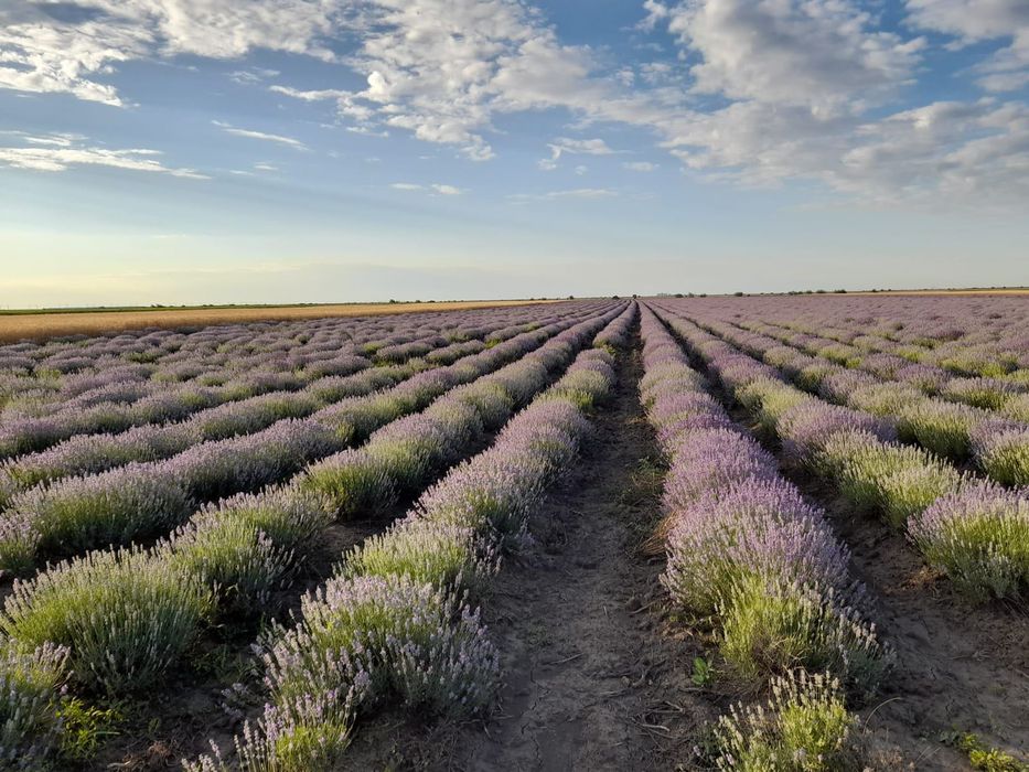 Ulei esential de lavanda, apa de lavanda