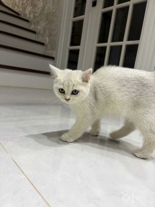 Mushuk,shinshilla