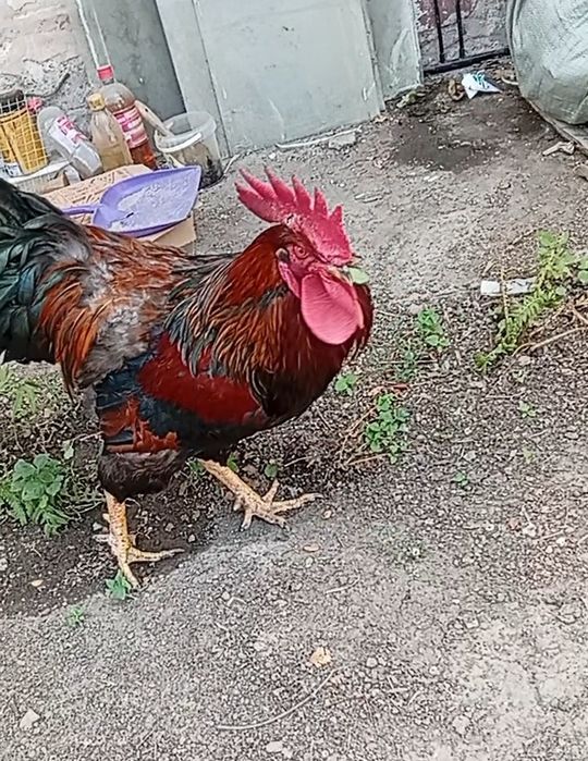 Петух Кучинский 1 год