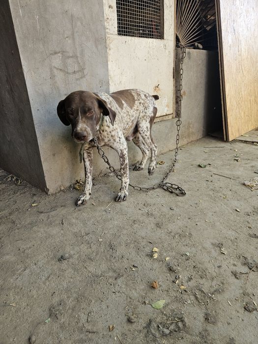 Курцхар кабель полный рабочый