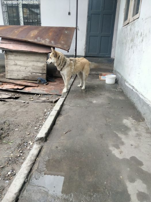 Собака породы Хаски с щенком