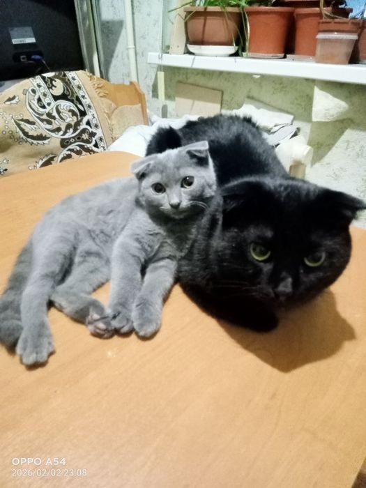 Шотландский вислоухий