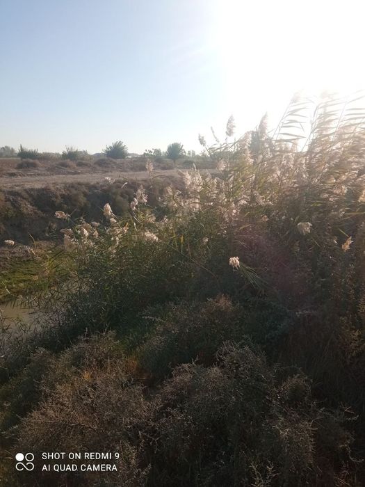 Qamich sotiladi kelishilgan narxda