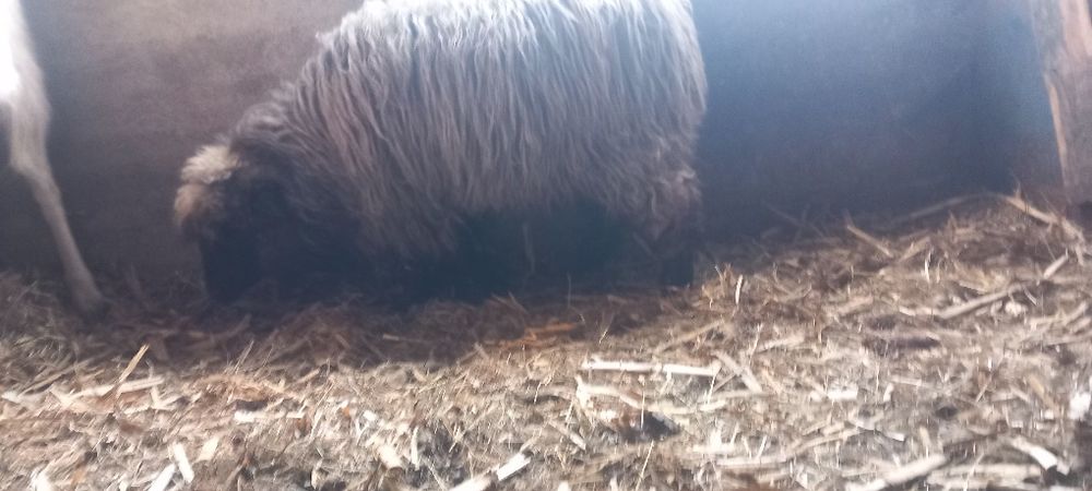 Mînz de 8 luni cuminte