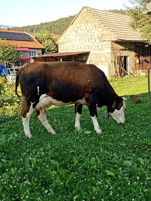 Vaca de vânzare