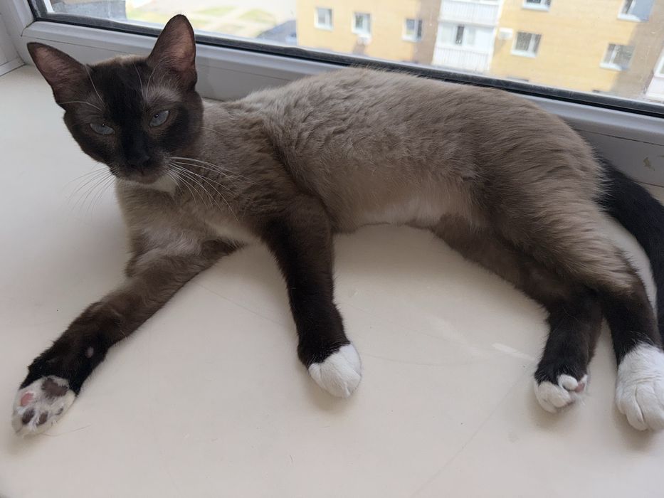 Отдам сиамскую кошку