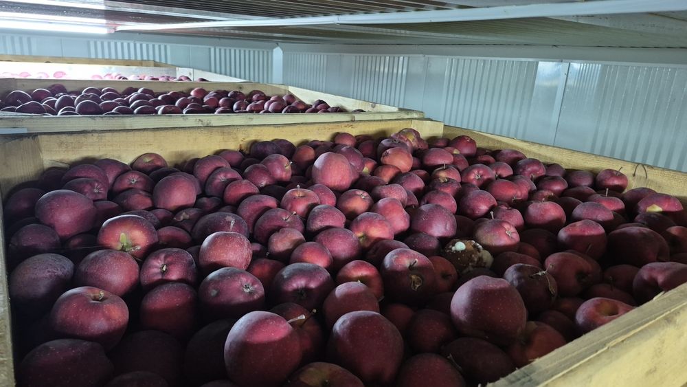 Mere de consum cantitati mari