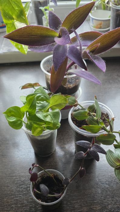 Продам набор комнатных растений