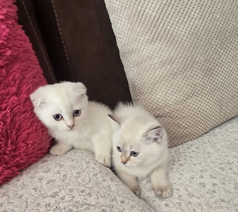 Британски котенца