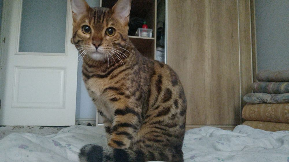 Пропал бенгал в Узынагаче