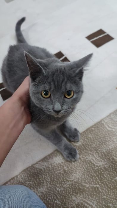 Продам котенка 5 месяцев