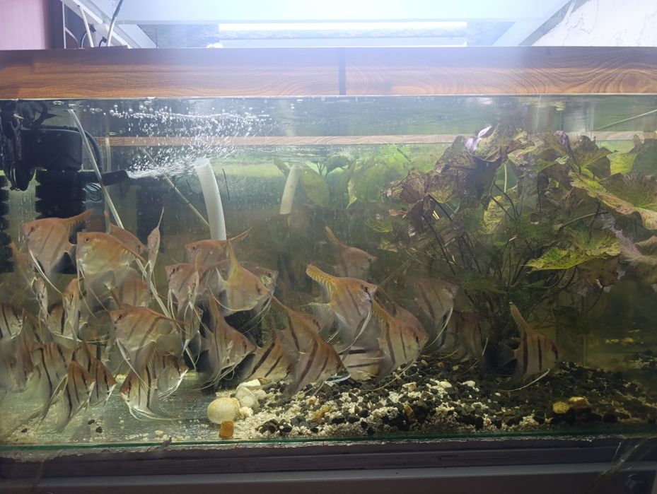 Аквариумные рыбки