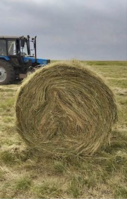 СеноОрман шөбі 6000 орынан