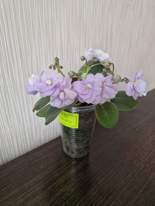 Фиалка сортовая.  Комнатные цветы