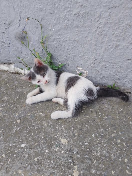 Подарявам малки котета