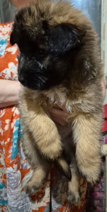 Щенок в добрые, ответственные руки