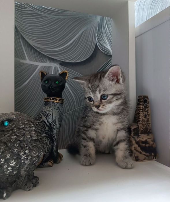 Котята мальчики и девочки, пямоушки и веслоушки