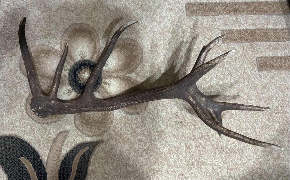 Рог от благороден елен