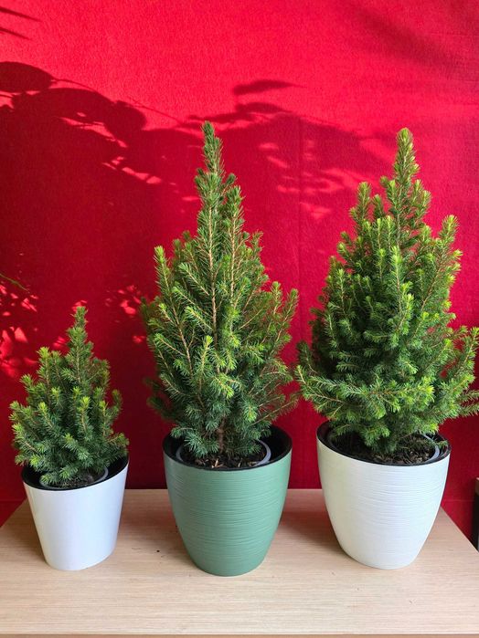 Живые елки Коника и Кипарисы, Ардизии