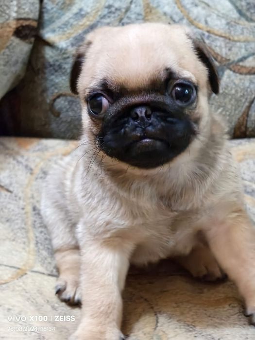 Продам щенков Мопса.