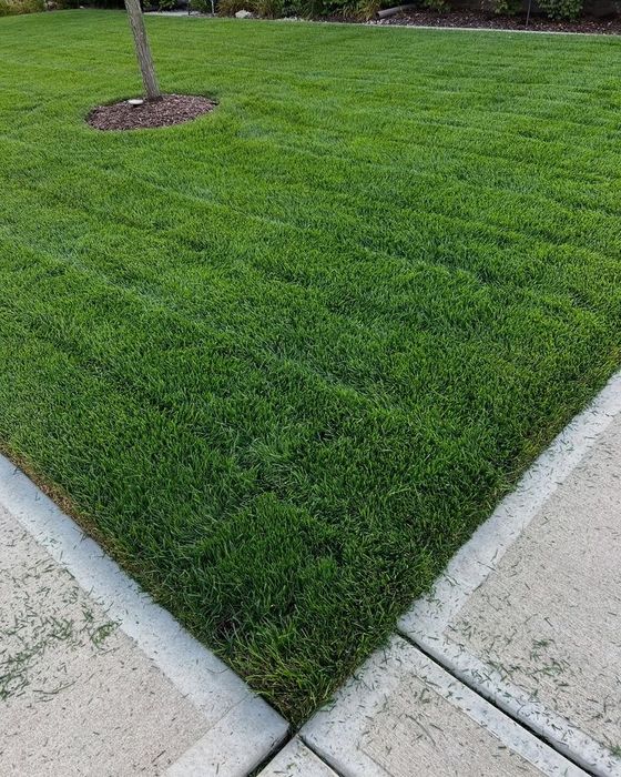 Рулонный газон / посевной газон под ключ